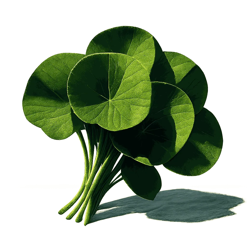 Miner's lettuce